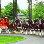 Barry’s Clydesdale Horses