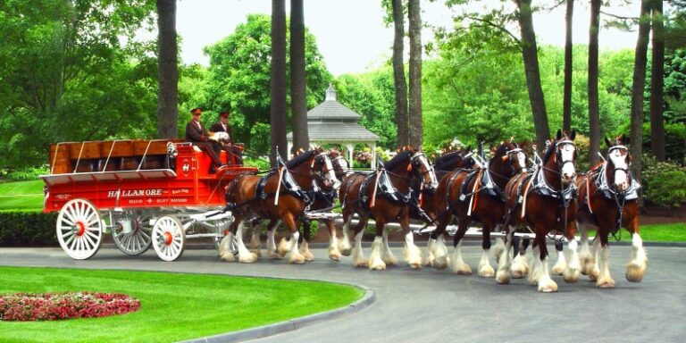 Barry’s Clydesdale Horses