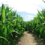 Chamberlain Farm’s Haunted Cornfield & Hayride
