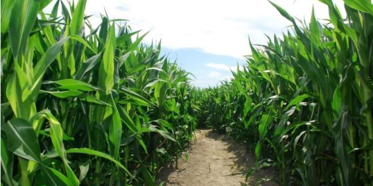 Chamberlain Farm’s Haunted Cornfield & Hayride