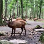Southwick Zoo in Mendon