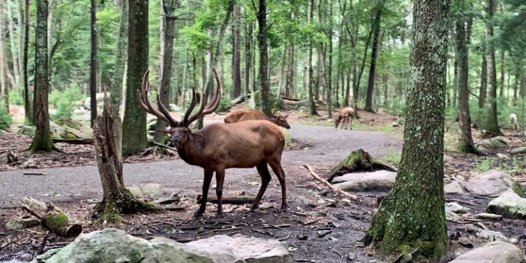 Southwick Zoo in Mendon